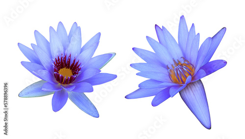 Lotus or Water lily or Nymphaea flower. Collection of blue-purple lotus flower isolated on transparent background.