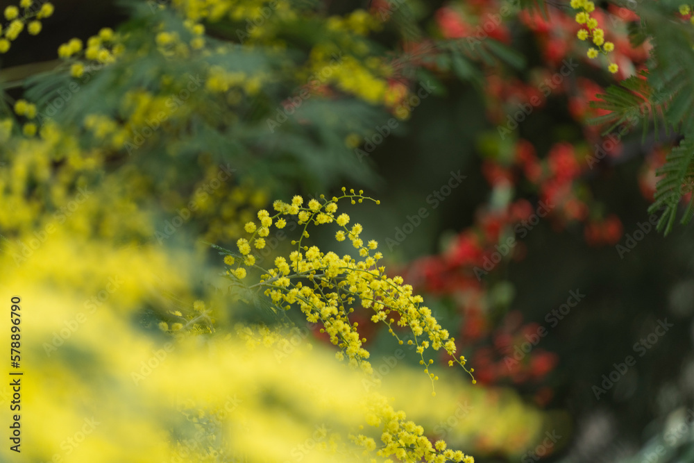 Mimosa Flower Tree (Mimoza Agaci) Photo, Uskudar Istanul, Turkiye Mimosa Flower Tree (Mimoza Agaci) Photo, Uskudar Istanul, Turkiye