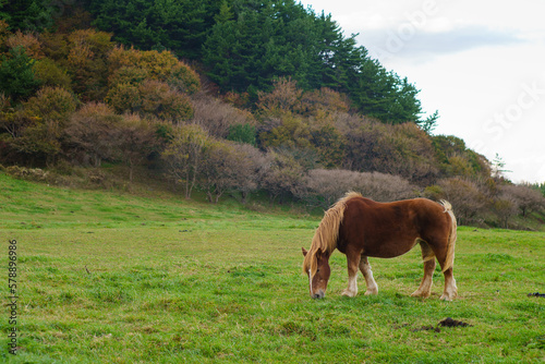 下北半島 尻屋崎放牧場 寒立馬