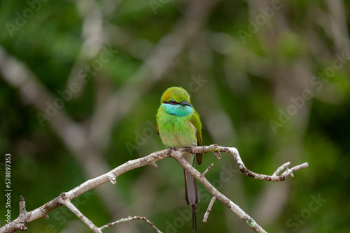 Blue Cheeked Bee Eater