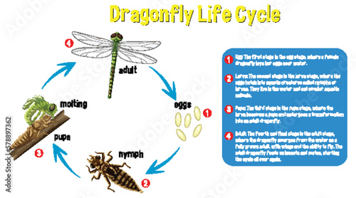 Dragonfly Life Cycle Infographic