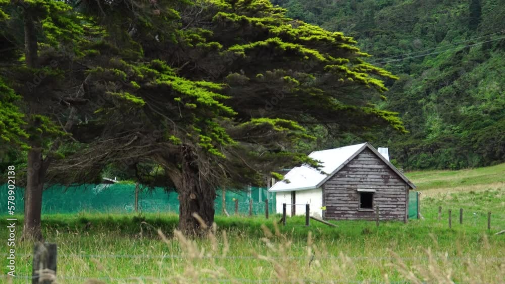 Large Cupressus macrocarpa (monterey cypress) next to a cabin in NZ countryside Large Cupressus macrocarpa (monterey cypress) next to a cabin in NZ countryside