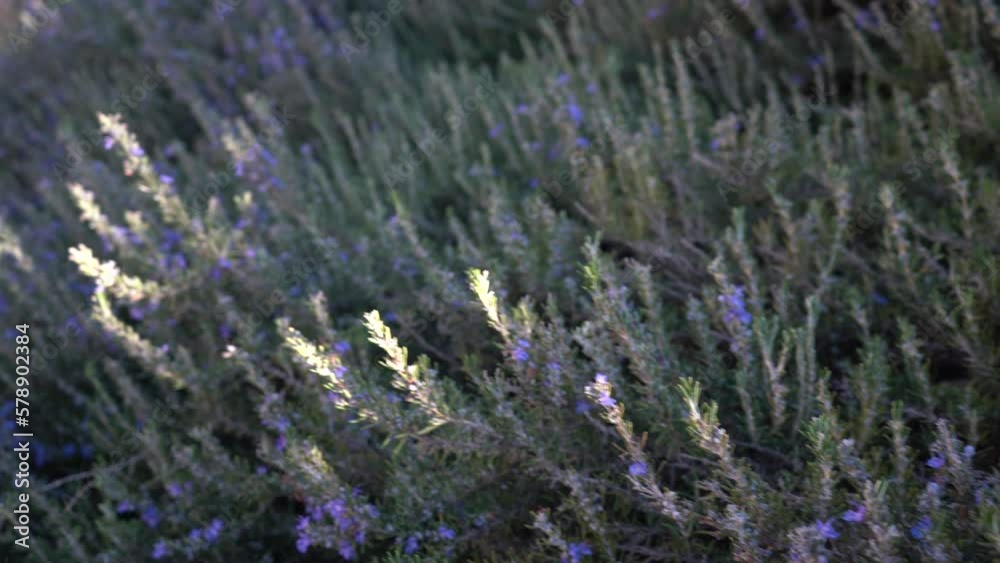 purple lilies of the field israel purple lilies of the field israel
