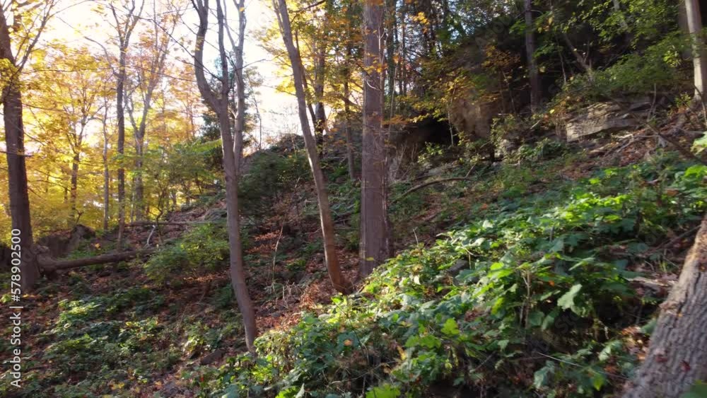 A stunning autumn forest is backlit by the setting sun, casting a warm glow on the colorful leaves. A stunning autumn forest is backlit by the setting sun, casting a warm glow on the colorful leaves.