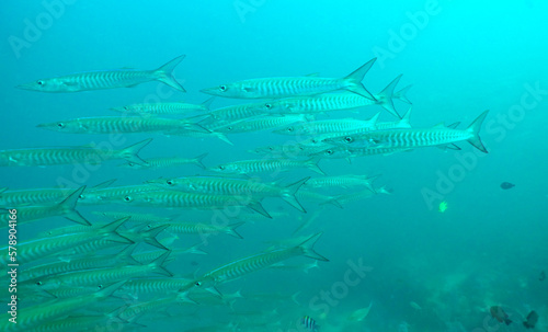 Barracuda fish in the Thai seawater 