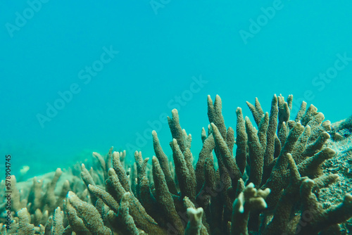 Branching coral or staghorn coral, Acropora species