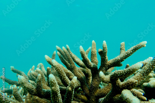 Branching or stag horn coral in the deep blue sea