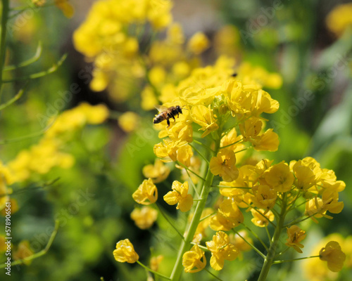 菜の花とミツバチ
