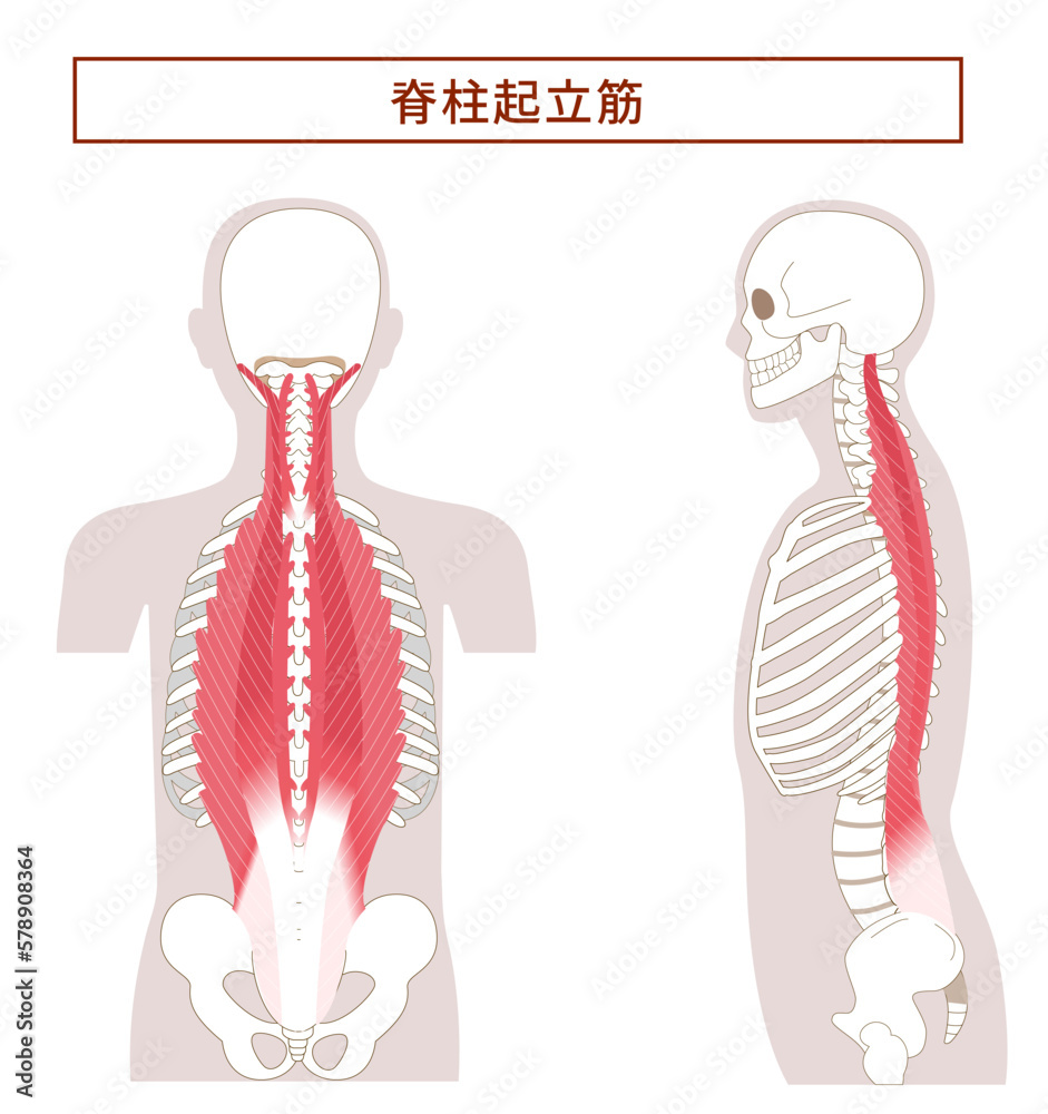 脊柱起立筋支配神経 | 脊柱起立筋 構造 – MEPQLG