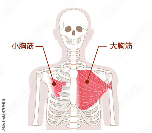 大胸筋と小胸筋の解剖学筋肉イラスト