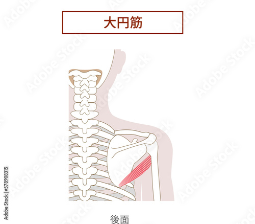 大円筋の解剖学筋肉イラスト