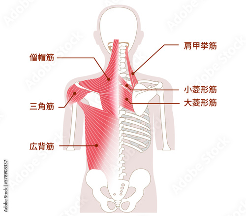 人体の背中にある大きな筋肉　アウターマッスルとインナーマッスル photo