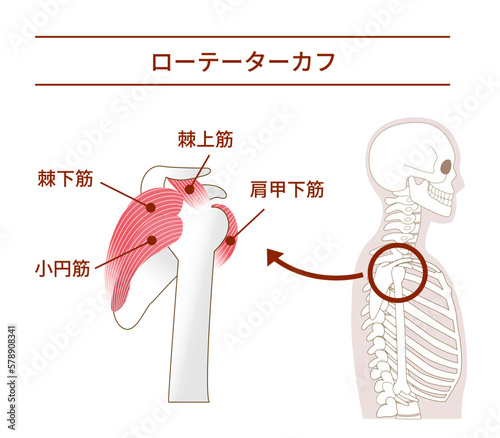 横から見たローテーターカフの解剖学筋肉イラスト