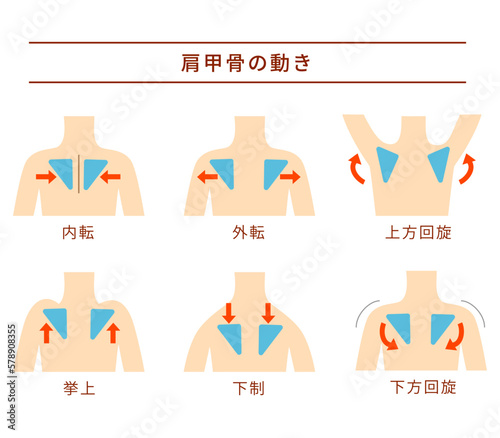 肩甲骨の6つの動作セット
