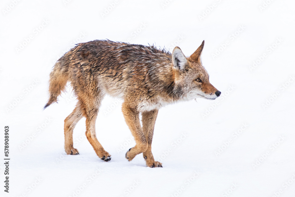 Fototapeta premium Beautiful photo of a wild coyote out in nature