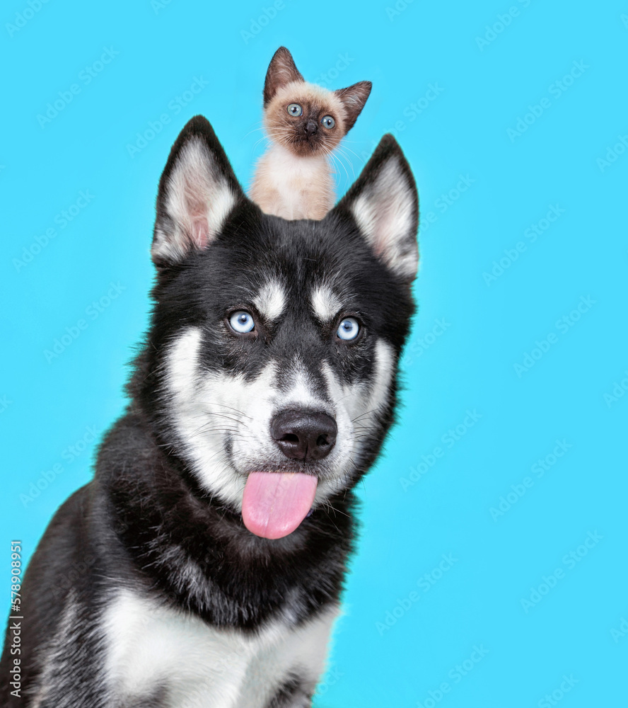 studio shot of a cute dog with a kitten on its head on an isolated background