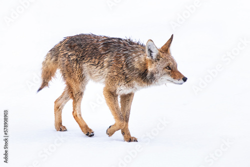 Beautiful photo of a wild coyote out in nature