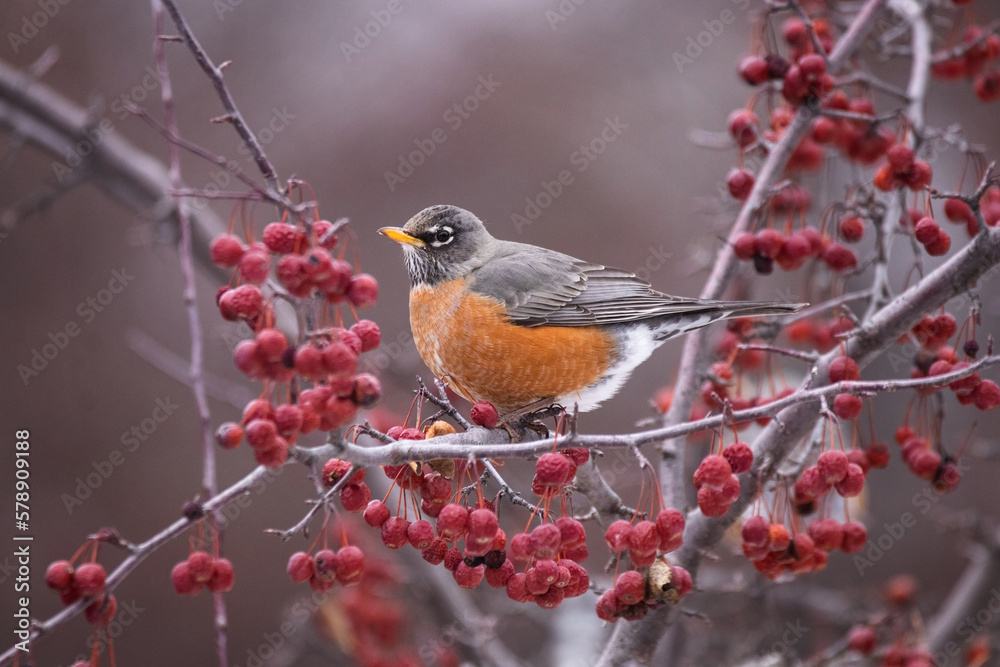american robin eating berries in a tree in a natural environment american robin eating berries in a tree in a natural environment