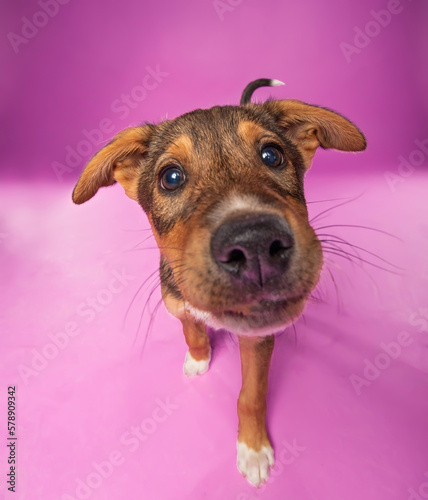 studio shot of a cute dog on an isolated background