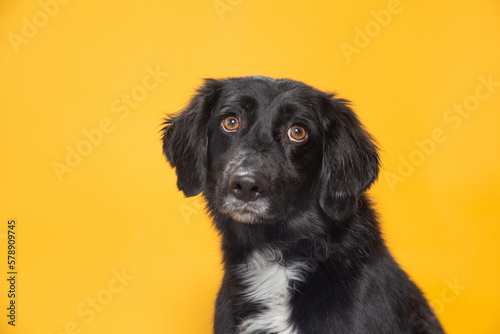 studio shot of a cute dog on an isolated background