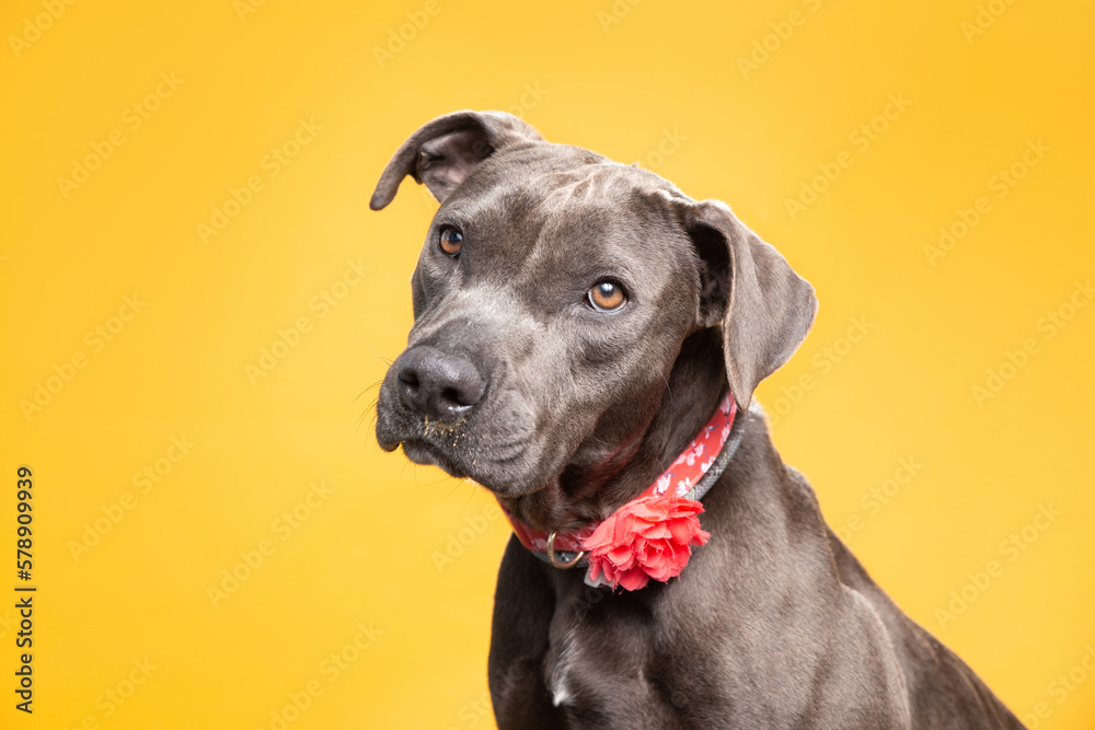 studio shot of a cute dog on an isolated background studio shot of a cute dog on an isolated background