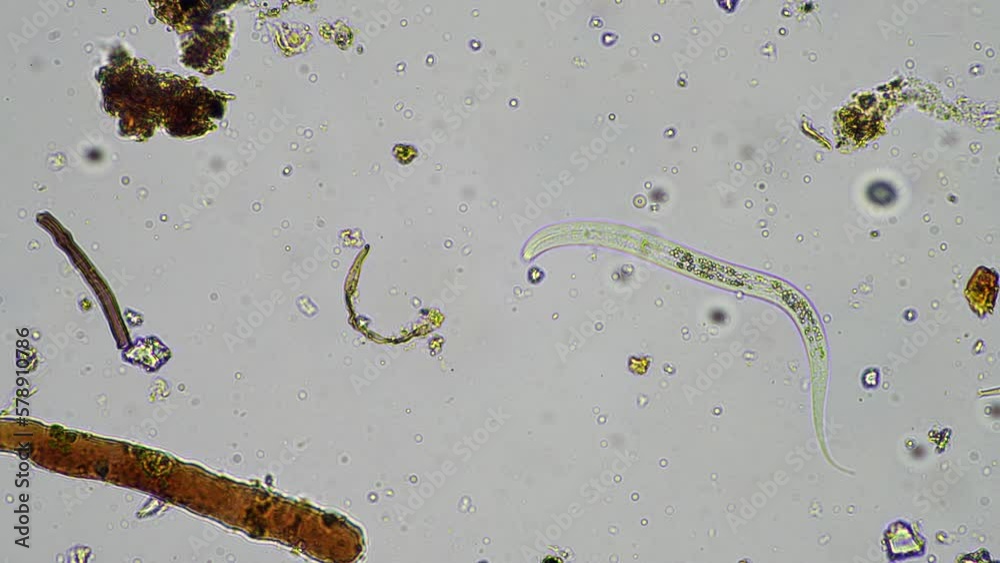 nematode and soil biology, with nematodes and fungi