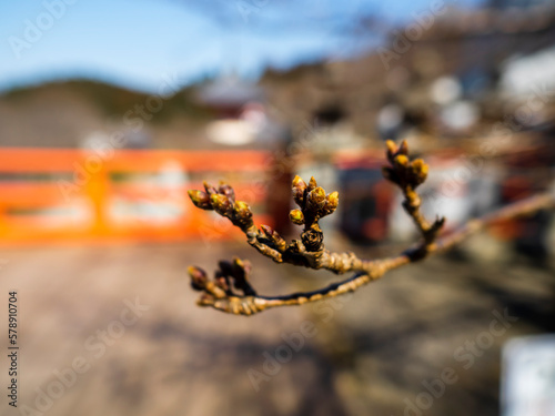 まだかたい桜のつぼみ photo