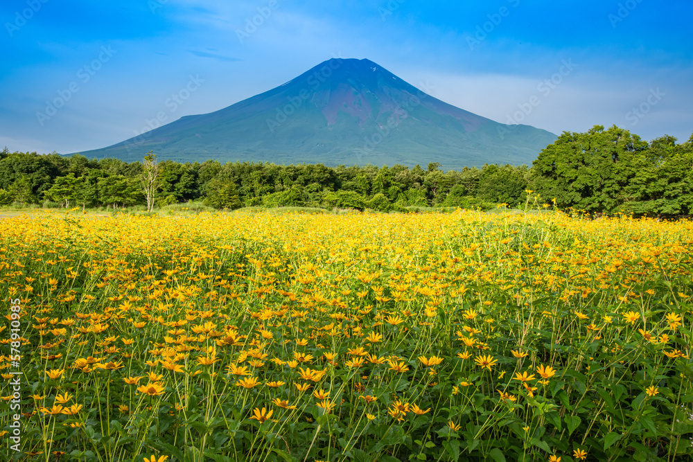 花の都公園から富士山と菊芋の花