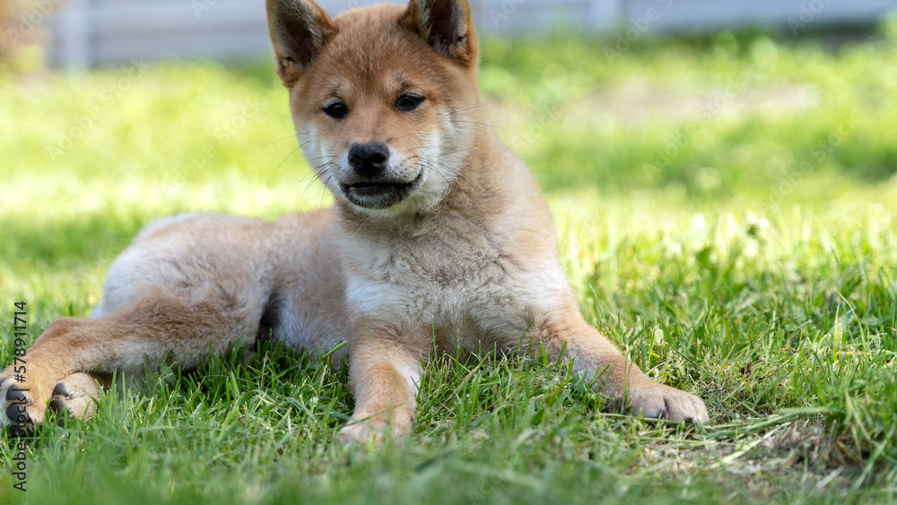 a dog of the shiba inu breed in nature