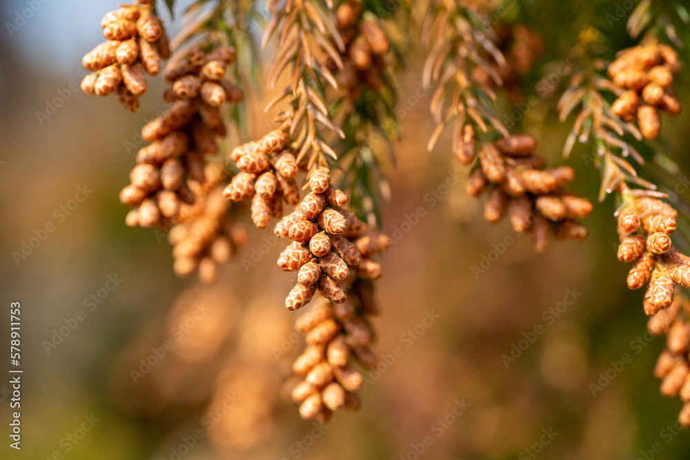 Male flowers of Japanese cedar (Cryptomeria japonica) in Japan in early March Male flowers of Japanese cedar (Cryptomeria japonica) in Japan in early March