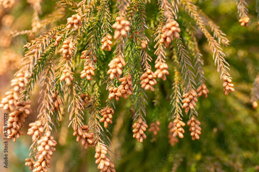 Male flowers of Japanese cedar (Cryptomeria japonica) in Japan in early March