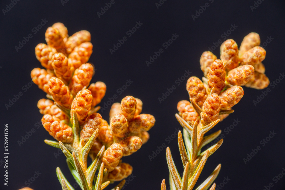 Male flowers of Japanese cedar (Cryptomeria japonica) in Japan in early March