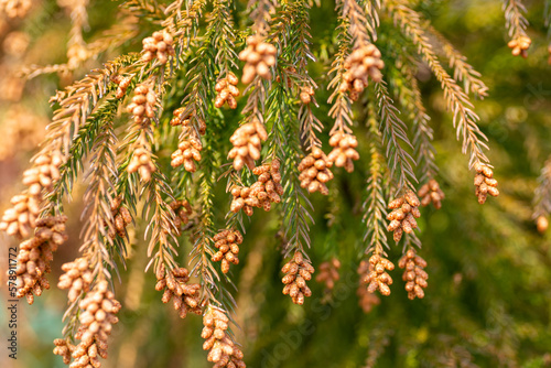 Obraz na płótnie Male flowers of Japanese cedar (Cryptomeria japonica) in Japan in early March w salonie