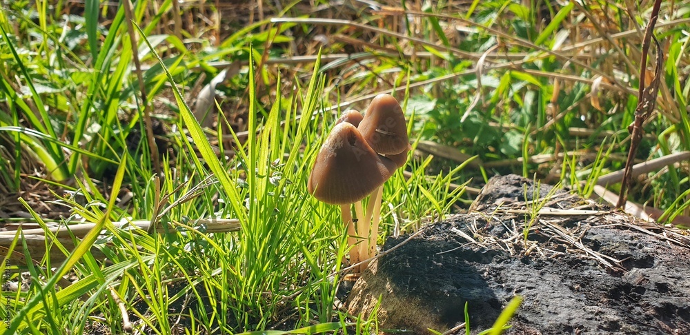 Kleine Pilze im Herbst auf grünem Gras Kleine Pilze im Herbst auf grünem Gras