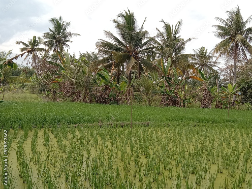 Obraz premium expanses of rice fields planted with rice but have not yet released rice seeds