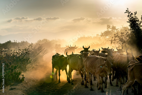 Stunning image of large cows flock returning to the barn in the sunset, after a day of feeding in the mountains in Binh Thuan Province, Vietnam © Quang