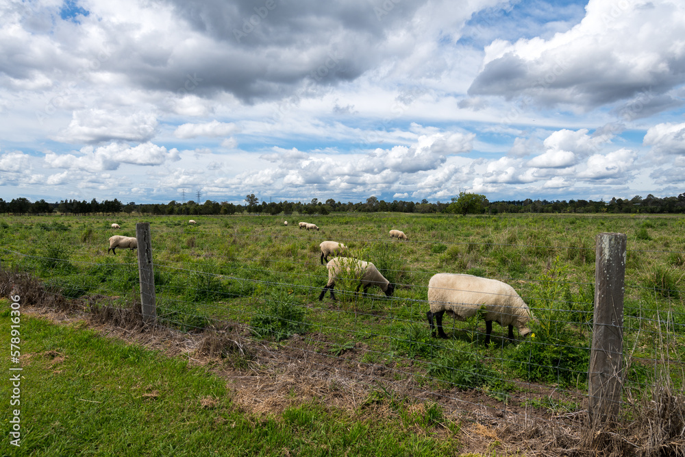 Fototapeta premium Oxley Creek Common Sheep Grazing on Farmland
