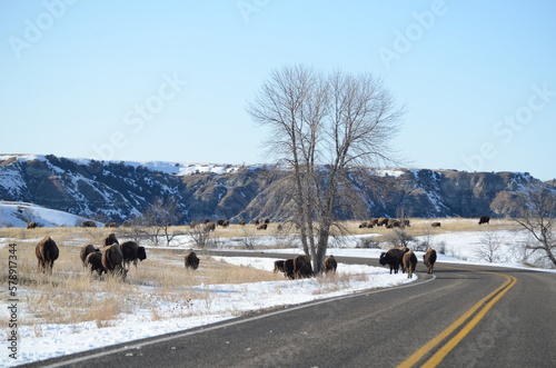 bison in Theodore Roosevelt national park