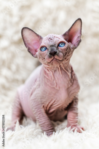 Portrait of purr Canadian Sphynx Cat kitten with big blue eyes. Front view of domestic hairless kitten blue mink with white color sitting on white carpet background with long pile.