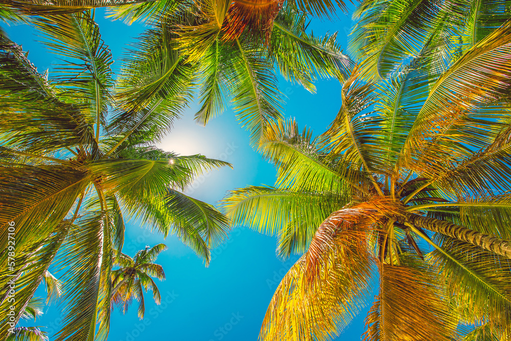 Palm trees on the tropical beach - obrazy, fototapety, plakaty 