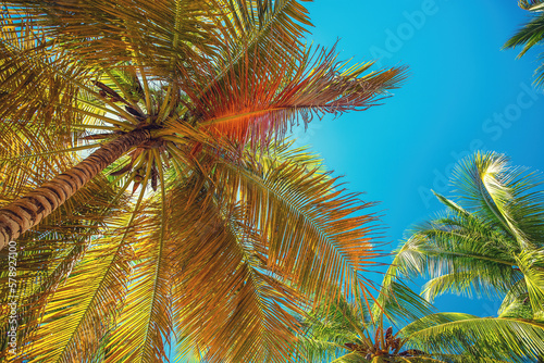 Fototapeta Naklejka Na Ścianę i Meble -  Palm tree and Tropical beach in Punta Cana, Dominican Republic