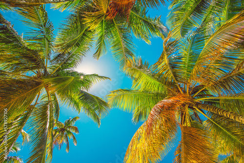Fototapeta Naklejka Na Ścianę i Meble -  Palm trees on the tropical beach