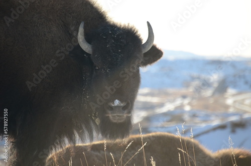 buffalo in the snow