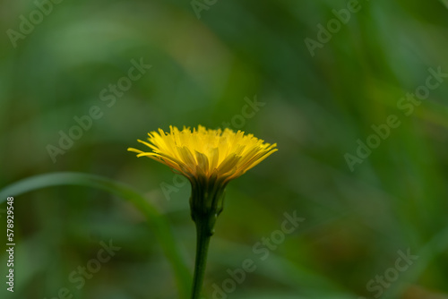 Common dandelion (Taraxacum officinale) flower in the garden;  meadows;  nature photo