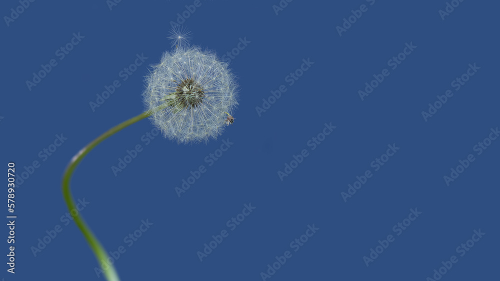 Common dandelion (Taraxacum officinale family Asteraceae) flower blowball in the garden;  meadows;  nature