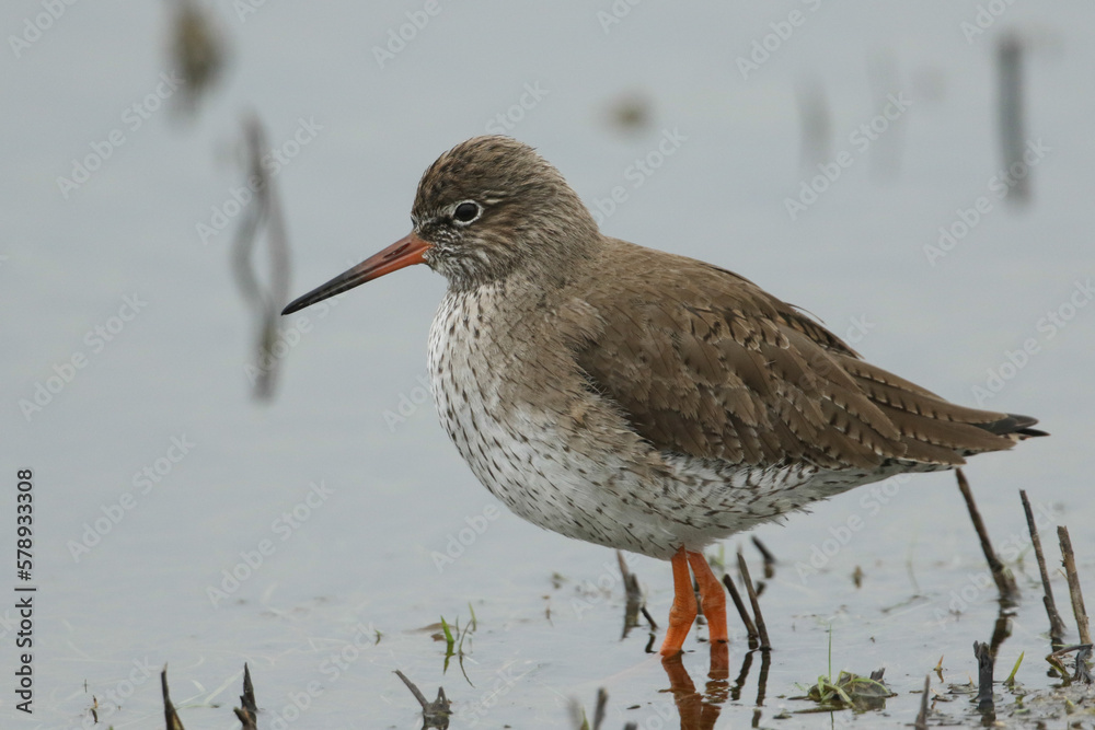 A Redshank, Tringa totanus, feeding in a flooded meadow on a cold winters day.