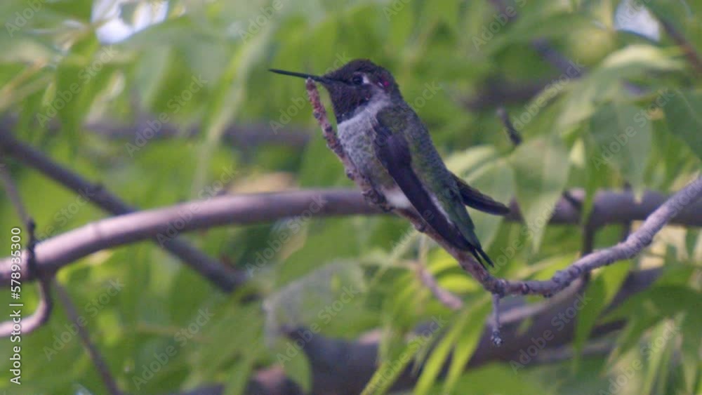 Hummingbird sitting on a branch in slow motion Hummingbird sitting on a branch in slow motion