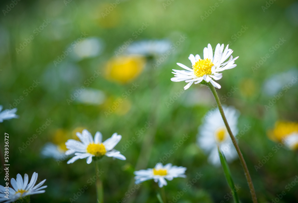 Marguerite orange, pâquerette, fleurs des jardins Marguerite orange, pâquerette, fleurs des jardins