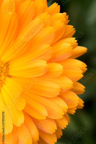 Marguerite orange  p  querette  fleurs des jardins