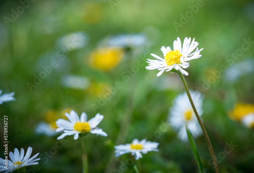 Marguerite orange  p  querette  fleurs des jardins